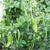 50 Oregon SUGAR POD II Pea Pisum Sativum Macrocarpon Vegetable Seeds