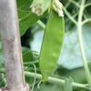 50 Oregon SUGAR POD II Pea Pisum Sativum Macrocarpon Vegetable Seeds