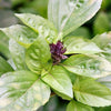 1000 LICORICE BASIL Ocimum Basilicum HERB Flower Seeds