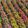 250 Mixed Colors Common GARDEN ZINNIA Elegans Flower Seeds