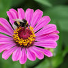250 Mixed Colors ZINNIA ELEGANS Flower Seeds