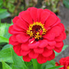 250 Mixed Colors ZINNIA ELEGANS Flower Seeds