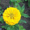 250 Mixed Colors ZINNIA ELEGANS Flower Seeds