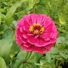 250 Mixed Colors ZINNIA ELEGANS Flower Seeds