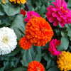 500 Mixed Colors CALIFORNIA GIANT ZINNIA Elegans Flower Seeds