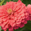 500 Mixed Colors CALIFORNIA GIANT ZINNIA Elegans Flower Seeds