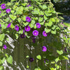 50 Mixed Colors MORNING GLORY Ipomoea Purpurea Vine Flower Seeds