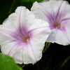 50 Mixed Colors MORNING GLORY Ipomoea Purpurea Vine Flower Seeds