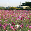 350 COSMOS SENSATION MIX Mixed Colors Cosmos Bipinnatus Flower Seeds