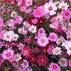 350 COSMOS SENSATION MIX Mixed Colors Cosmos Bipinnatus Flower Seeds
