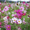 350 COSMOS SENSATION MIX Mixed Colors Cosmos Bipinnatus Flower Seeds
