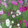 350 COSMOS SENSATION MIX Mixed Colors Cosmos Bipinnatus Flower Seeds