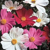 350 COSMOS SENSATION MIX Mixed Colors Cosmos Bipinnatus Flower Seeds