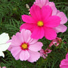 350 COSMOS SENSATION MIX Mixed Colors Cosmos Bipinnatus Flower Seeds