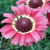 250 TRICOLOR PAINTED DAISY (Pyrenthrum Daisy) Chrysanthemum Carinatum Flower Seeds
