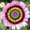 250 TRICOLOR PAINTED DAISY (Pyrenthrum Daisy) Chrysanthemum Carinatum Flower Seeds