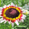 250 TRICOLOR PAINTED DAISY (Pyrenthrum Daisy) Chrysanthemum Carinatum Flower Seeds