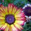 250 TRICOLOR PAINTED DAISY (Pyrenthrum Daisy) Chrysanthemum Carinatum Flower Seeds