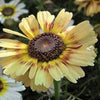 250 TRICOLOR PAINTED DAISY (Pyrenthrum Daisy) Chrysanthemum Carinatum Flower Seeds