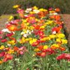 2500 ICELAND POPPY MIX Papaver Nudicaule Mixed Colors Flower Seeds