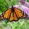 100 MIXED Colors BUTTERFLY BUSH Buddleja Davidii Flower Shrub Seeds
