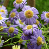 200 Purple Mix SWAN RIVER DAISY Brachyscome Iberidifolia Flower Seeds