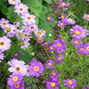 200 Purple Mix SWAN RIVER DAISY Brachyscome Iberidifolia Flower Seeds