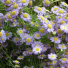 200 Purple Mix SWAN RIVER DAISY Brachyscome Iberidifolia Flower Seeds