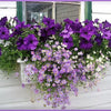 200 Purple Mix SWAN RIVER DAISY Brachyscome Iberidifolia Flower Seeds