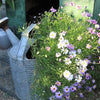 200 Mixed Colors SWAN RIVER DAISY Brachyscome Iberidifolia Flower Seeds
