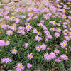 200 Mixed Colors SWAN RIVER DAISY Brachyscome Iberidifolia Flower Seeds