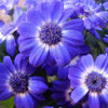 200 Mixed Colors SWAN RIVER DAISY Brachyscome Iberidifolia Flower Seeds