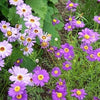 200 Mixed Colors SWAN RIVER DAISY Brachyscome Iberidifolia Flower Seeds
