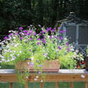 200 Mixed Colors SWAN RIVER DAISY Brachyscome Iberidifolia Flower Seeds