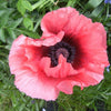 1000 MIXED Colors ORIENTAL POPPY Papaver Orientale Flower Seeds