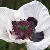 1000 MIXED Colors ORIENTAL POPPY Papaver Orientale Flower Seeds
