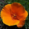 1000 MIXED Colors CALIFORNIA POPPY (Ballerina / Mission Bells) Eschscholzia Californica Flower Seeds