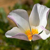 1000 MIXED Colors CALIFORNIA POPPY (Ballerina / Mission Bells) Eschscholzia Californica Flower Seeds