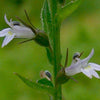 250 Blue INDIAN TOBACCO (Indian Lobelia) Lobelia Inflata Flower Seeds