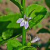 250 Blue INDIAN TOBACCO (Indian Lobelia) Lobelia Inflata Flower Seeds