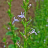 250 Blue INDIAN TOBACCO (Indian Lobelia) Lobelia Inflata Flower Seeds