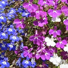 200 MIXED COLORS LOBELIA Regatta Lobelia Erinus Flower Seeds