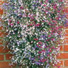 200 MIXED COLORS LOBELIA Regatta Lobelia Erinus Flower Seeds