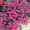 200 MIXED COLORS LOBELIA Regatta Lobelia Erinus Flower Seeds
