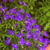 200 CRYSTAL PALACE LOBELIA Regatta Purple Blue Lobelia Erinus Flower Seeds