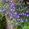 200 CRYSTAL PALACE LOBELIA Regatta Purple Blue Lobelia Erinus Flower Seeds