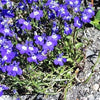 200 CRYSTAL PALACE LOBELIA Regatta Purple Blue Lobelia Erinus Flower Seeds