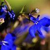 200 Electric Blue MONSOON LOBELIA Erinus Flower Seeds