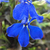 200 Electric Blue MONSOON LOBELIA Erinus Flower Seeds