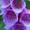 1000 FOXGLOVE EXCELSIOR MIX Digitalis Purpurea Mixed Colors Flower Seeds